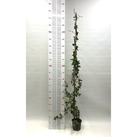 Arap Yasemini Sarmaşığı-Kokulu-Çiçekli (170-200 cm)
