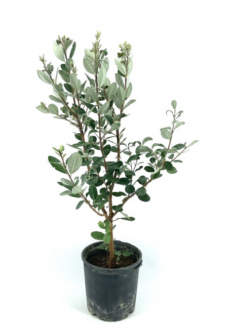 Feijoa (kaymak Ağacı) Fidanı-3 Yaş (50-60 cm)