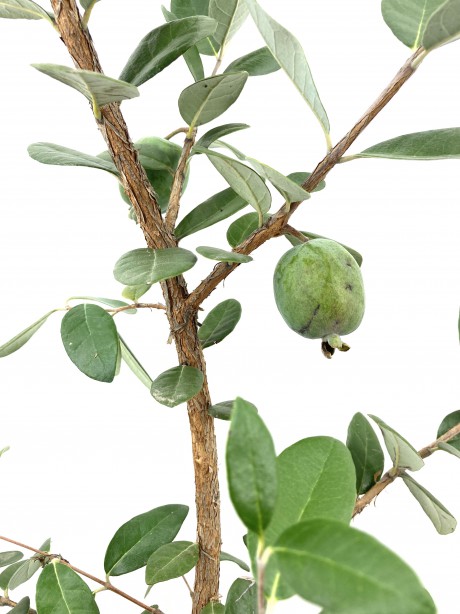 Feijoa (kaymak Ağacı) Fidanı-3 Yaş (50-60 cm)