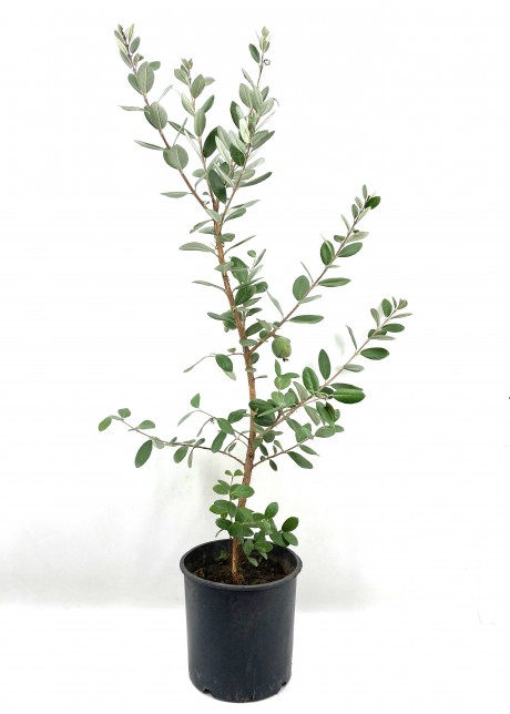 Feijoa (kaymak Ağacı) Fidanı-5 Yaş (110-130 cm)