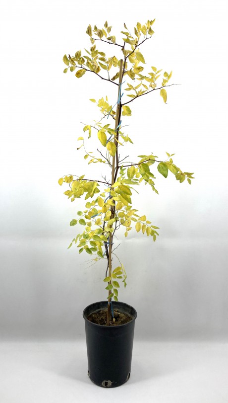 Aşılı Hünnap İri Meyveli-3 Yaş (80-90 cm)
