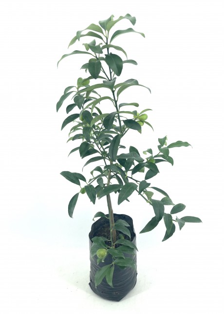 2 Yaş Aşılı Kumkuat (kamkat) Fidanı-(40-50 cm)