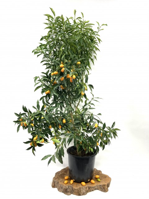 Aşılı Kumkuat (kamkat) Ağacı- 6 Yaş (100-120 cm)