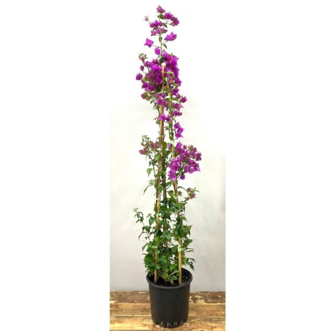 Begonvil Çiçeği-Füşya (110-120 cm)-Sarmaşık Begonvil