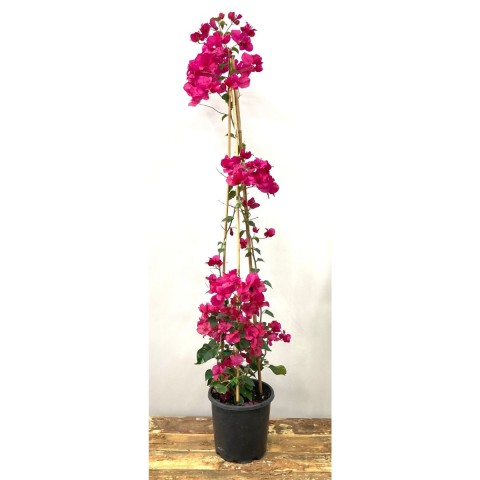 Begonvil Çiçeği-Kırmızı (110-120 cm)-Sarmaşık Begonvil