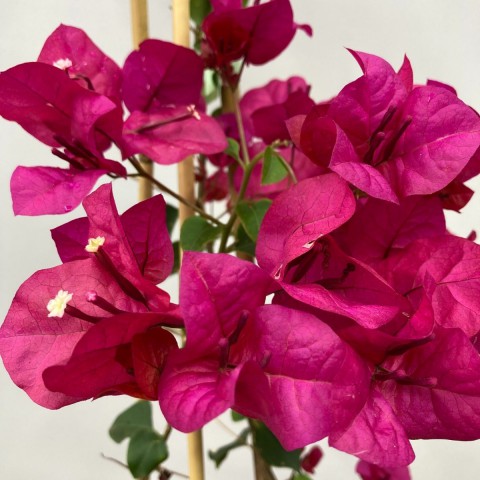 Begonvil Çiçeği-Kırmızı (110-120 cm)-Sarmaşık Begonvil