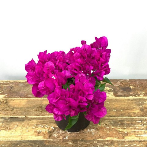 Begonvil Çiçeği-Kırmızı (15-20 cm)-Bodur Begonvil