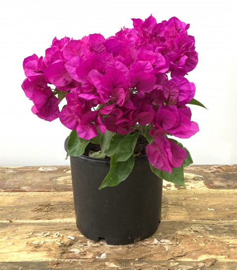 Begonvil Çiçeği-Fuşya (20-25 cm)-Bodur Begonvil