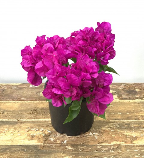 Begonvil Çiçeği-Fuşya (20-25 cm)-Bodur Begonvil