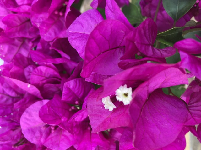 Begonvil Çiçeği-Fuşya (20-25 cm)-Bodur Begonvil
