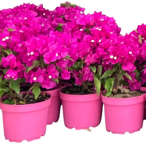 Begonvil Çiçeği-Pembe (15-20 cm)-Dekoratif Saksıda