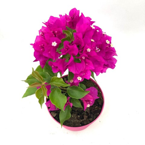 Begonvil Çiçeği-Pembe (15-20 cm)-Dekoratif Saksıda