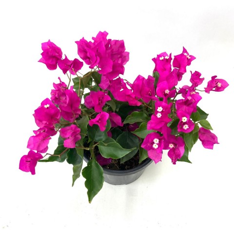 Begonvil Çiçeği-Pembe (20-30 cm)-3 Litre Saksıda