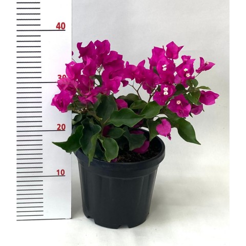 Begonvil Çiçeği-Pembe (20-30 cm)-3 Litre Saksıda