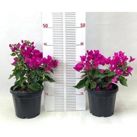 Begonvil Çiçeği-Pembe (20-30 cm)-3 Litre Saksıda