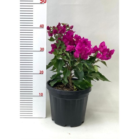 Begonvil Çiçeği-Pembe (20-30 cm)-3 Litre Saksıda