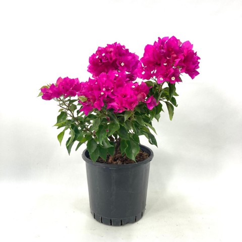 Begonvil Çiçeği-Pembe (30-40 cm)-7 Litre Saksıda