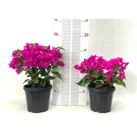 Begonvil Çiçeği-Pembe (30-40 cm)-7 Litre Saksıda