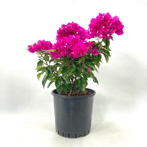 Begonvil Çiçeği-Pembe (30-40 cm)-7 Litre Saksıda