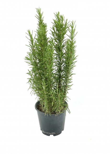 Biberiye 30-40 Cm Saksıda