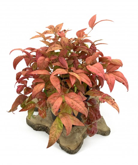 Bodur  Nandina (Bodur  Cennet Bambusu) 30-40 cm-5'li