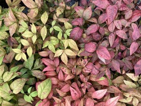 Bodur  Nandina (Bodur  Cennet Bambusu) 30-40 cm-5'li
