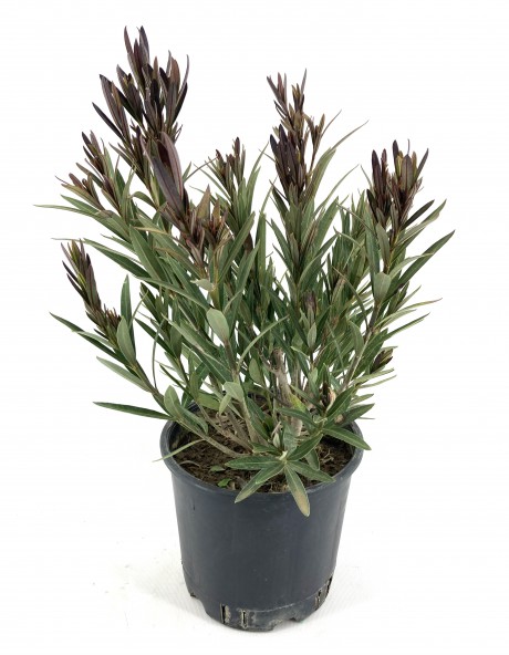 Bodur Zakkum-kırmızı 35-45 Cm-2 Adet