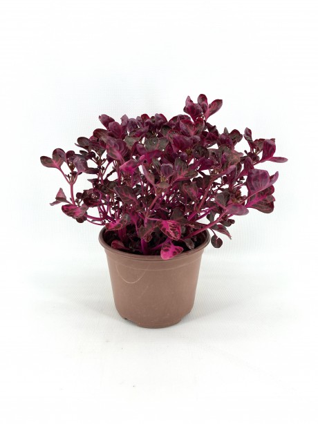Çingene Şalvarı 30-35 cm-15'li