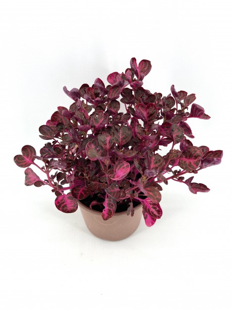 Çingene Şalvarı 30-35 cm-15'li