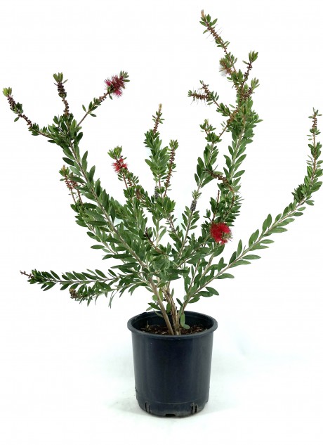 Fırça Çalısı 60-70 cm