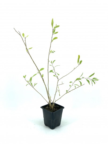 Gojiberi-2 Yaş-(45-55 Cm)