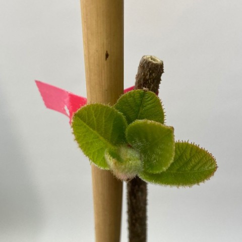 Hayward Kivi Fidanı-2'li 80-100 cm