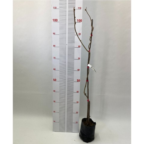 Hayward Kivi Fidanı-Erkek 80-100 cm