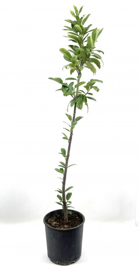 Karayemiş (taflan, Laz Kirazı) Fidanı 4 Yaş (130-150 cm)