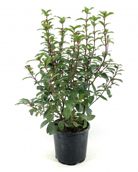 Kartopu (defne Yapraklı Kartopu) 40-50 cm