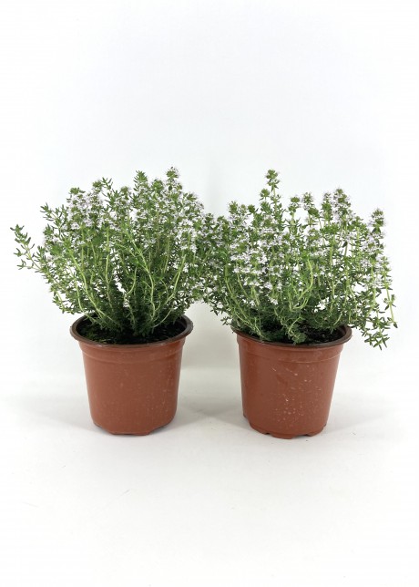 Kekik 15-20 Cm Saksıda-2'li