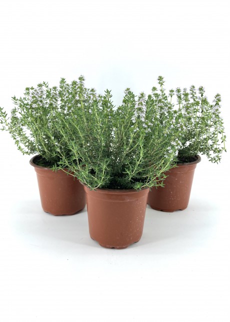 Kekik 15-20 Cm Saksıda-3'lü
