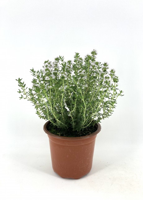 Kekik 15-20 Cm Saksıda