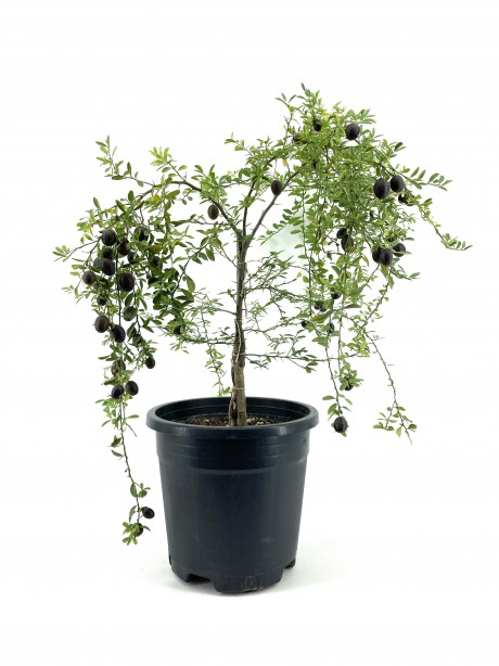 Kırmızı Limon (Blood Lime)-4 Yaş (60-80 cm)