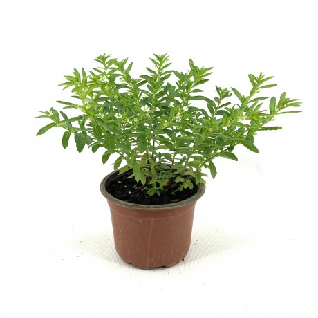 Kufeya-Beyaz Çiçekli 20-25 cm-5'li