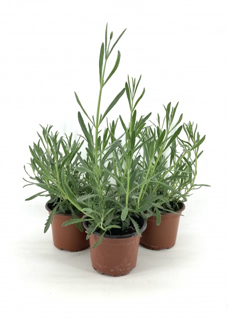 Lavanta 10-15 cm Saksıda-3'lü