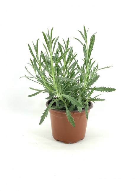 Lavanta 10-15 cm Saksıda
