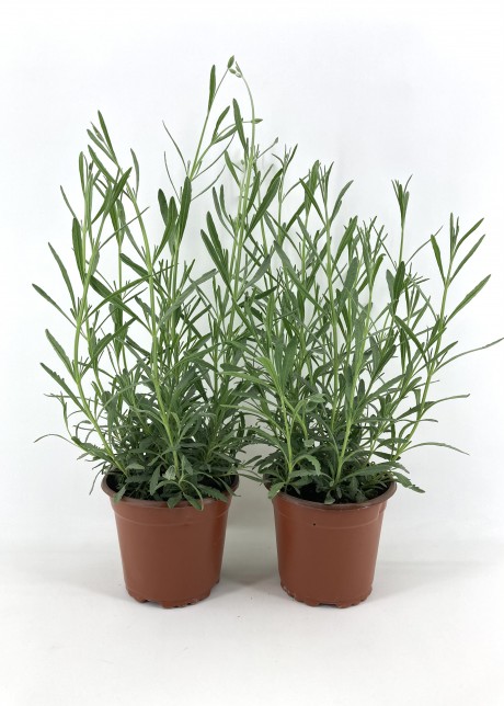Lavanta 10-15 cm Saksıda-2'li