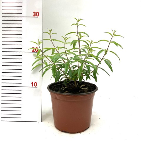 Limon Melisası-Limon Otu (20-25 cm)-10 Adet