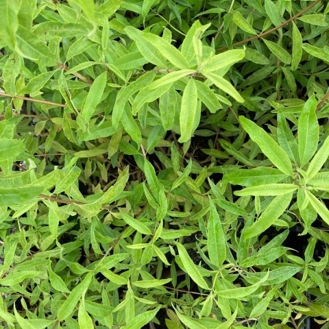 Limon Melisası-Limon Otu (20-25 cm)