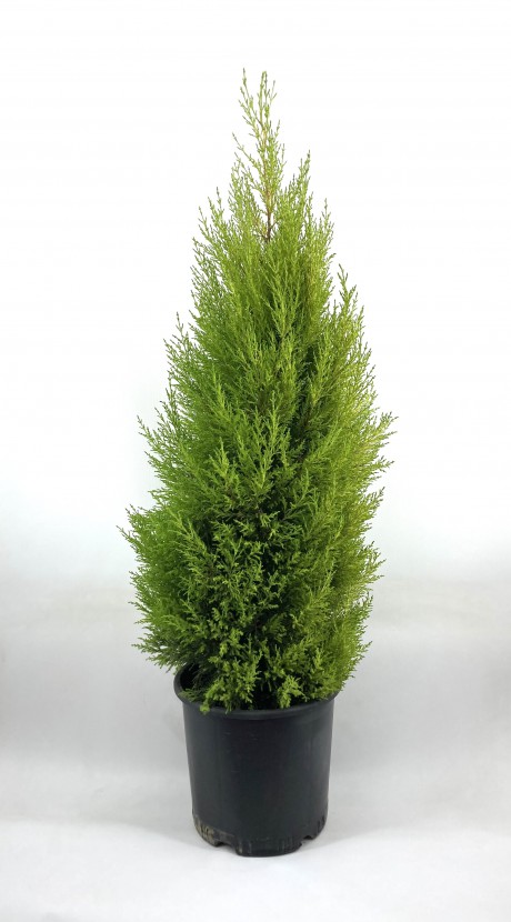 Limoni Servi 100-110 Cm