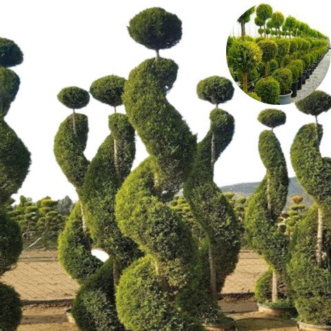 Limoni Servi-Saksıda (40-50 cm)-5 Adet