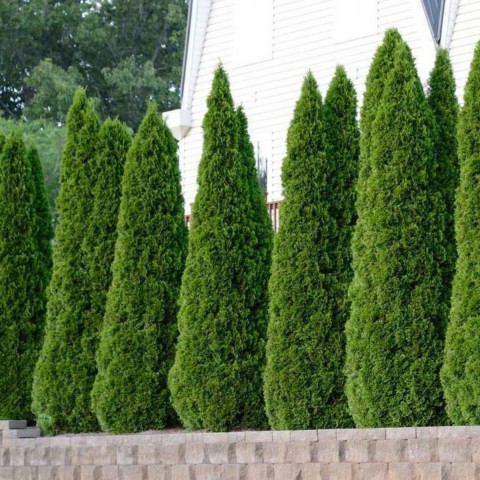 Mazı-Çit Bitkisi (30-40 cm) Mazı-Çit Bitkisi (30-40 cm)