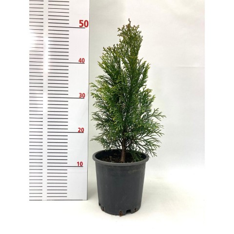 Mazı-Çit Bitkisi (30-40 cm) Mazı-Çit Bitkisi (30-40 cm)