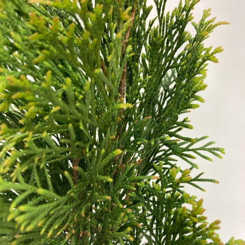 Mazı-Çit Bitkisi (30-40 cm)